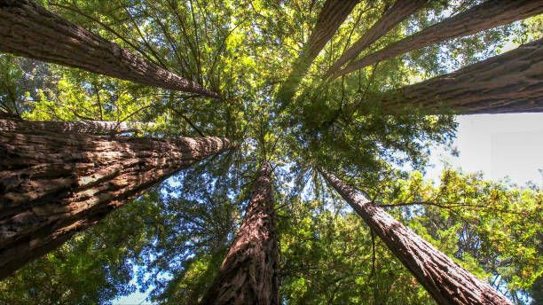 How Our Tree Care Process Works  in  Mclendon Chisholm, TX